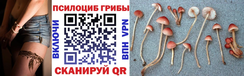 закладка  Луза  Псилоцибиновые грибы Magic Shrooms 